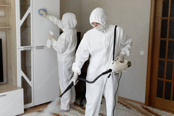 Best Basement Mold Removal  in Hunter, TN